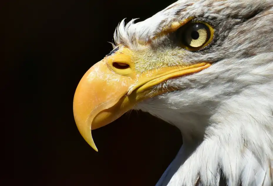 Bald Eagle Bird – 10 Astonishing Facts You Never Knew