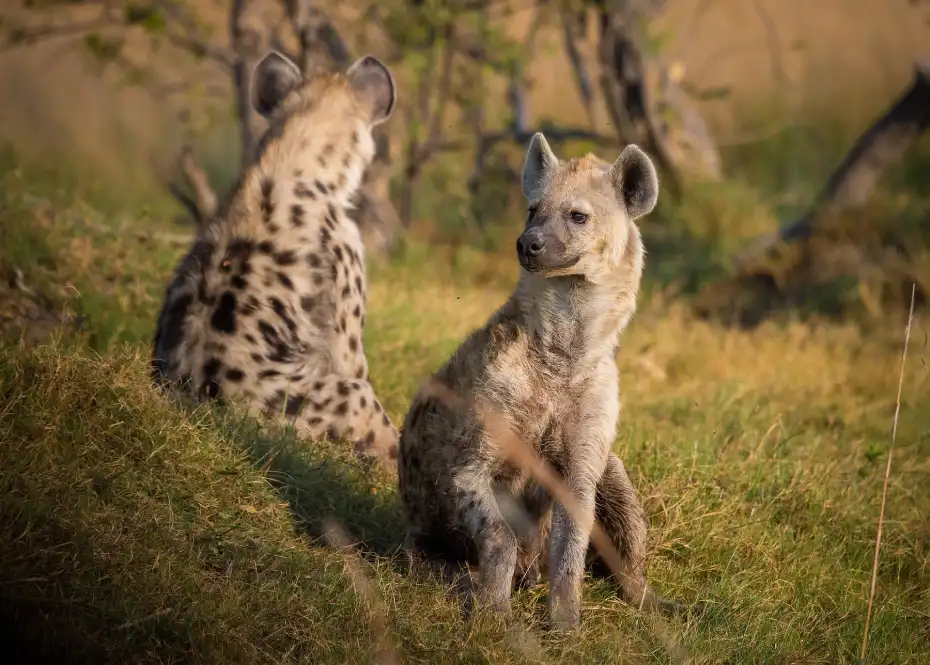 Hyena Revealed: Truths About Africa’s Misunderstood Predator